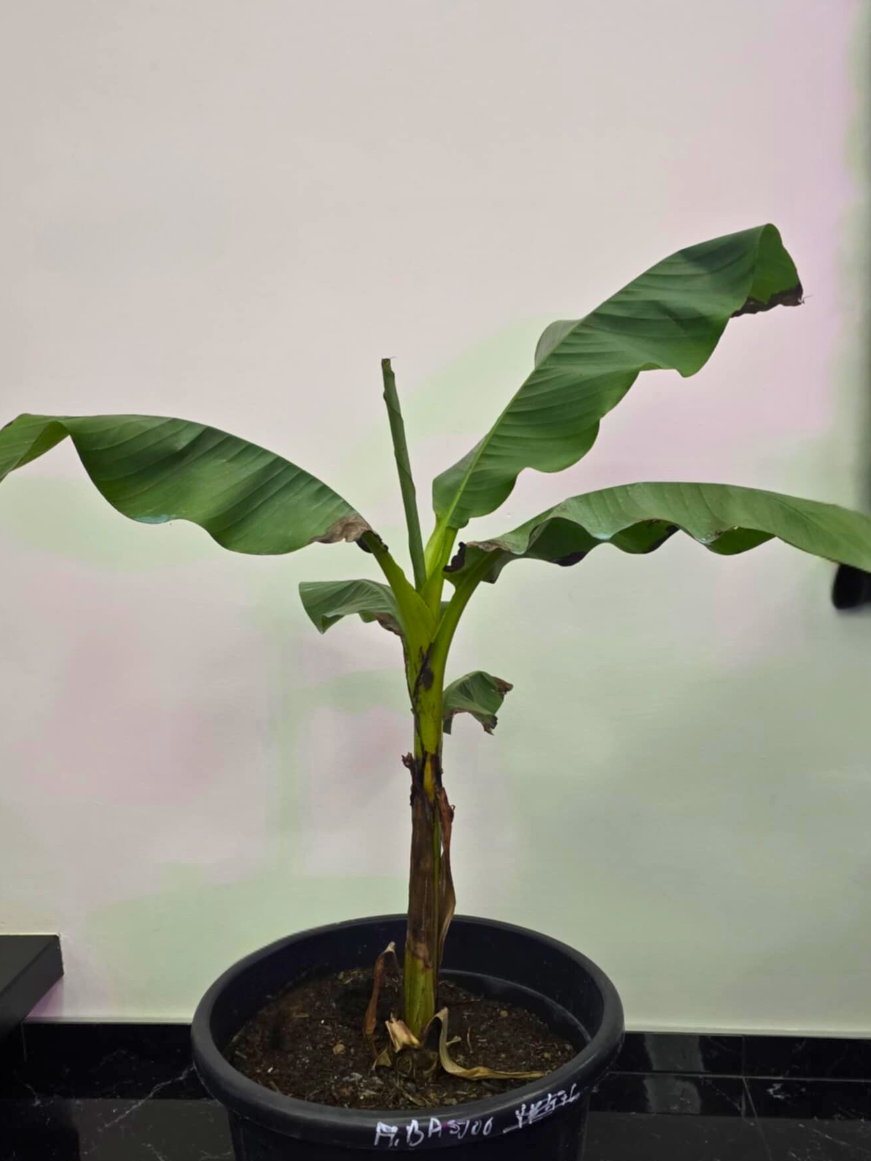 Skupina 1 – zimovanie pri približne +3 °C